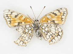 Chlosyne acastus