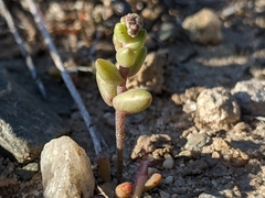 Dudleya blochmaniae blochmaniae