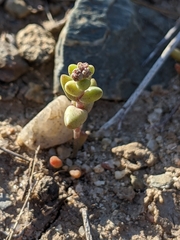 Dudleya blochmaniae blochmaniae