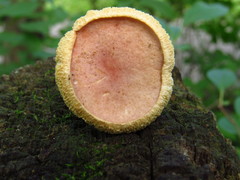Hortiboletus campestris