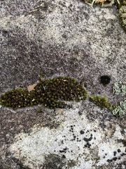 Ptychomitrium incurvum