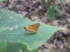 Cupitha purreea