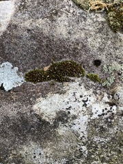 Ptychomitrium incurvum