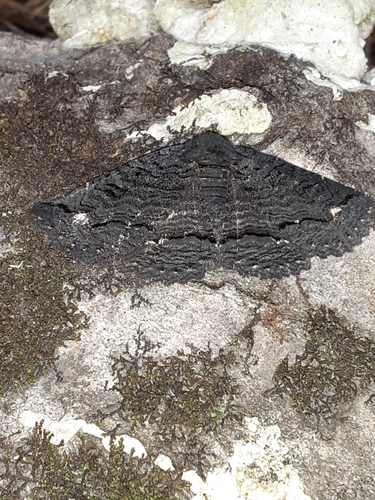 Black Zale Moth photo 5