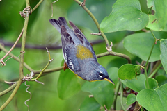 Northern Parula photo 6