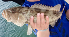 Mycteroperca microlepis