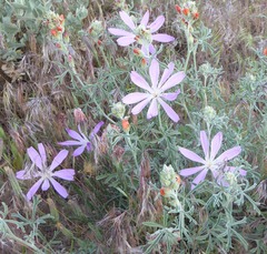 Lygodesmia grandiflora