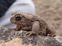 Anaxyrus compactilis