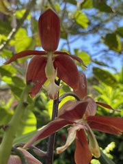 Houlletia odoratissima