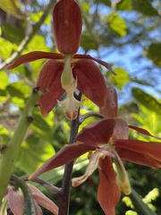 Houlletia odoratissima