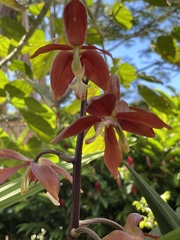 Houlletia odoratissima