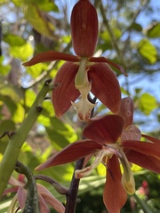 Houlletia odoratissima