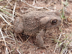 Anaxyrus compactilis