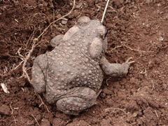 Anaxyrus compactilis