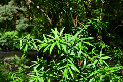 Pimelea axiflora