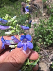 Penstemon cyananthus