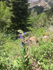 Penstemon cyananthus
