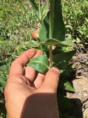 Penstemon cyananthus