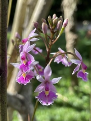 Epidendrum calanthum