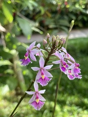 Epidendrum calanthum