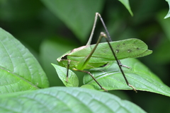 Mecopodinae