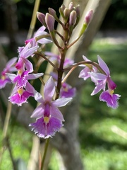Epidendrum calanthum