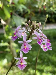 Epidendrum calanthum