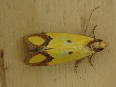 Agapeta zoegana