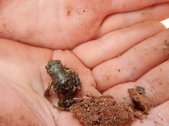 Eleutherodactylus nitidus