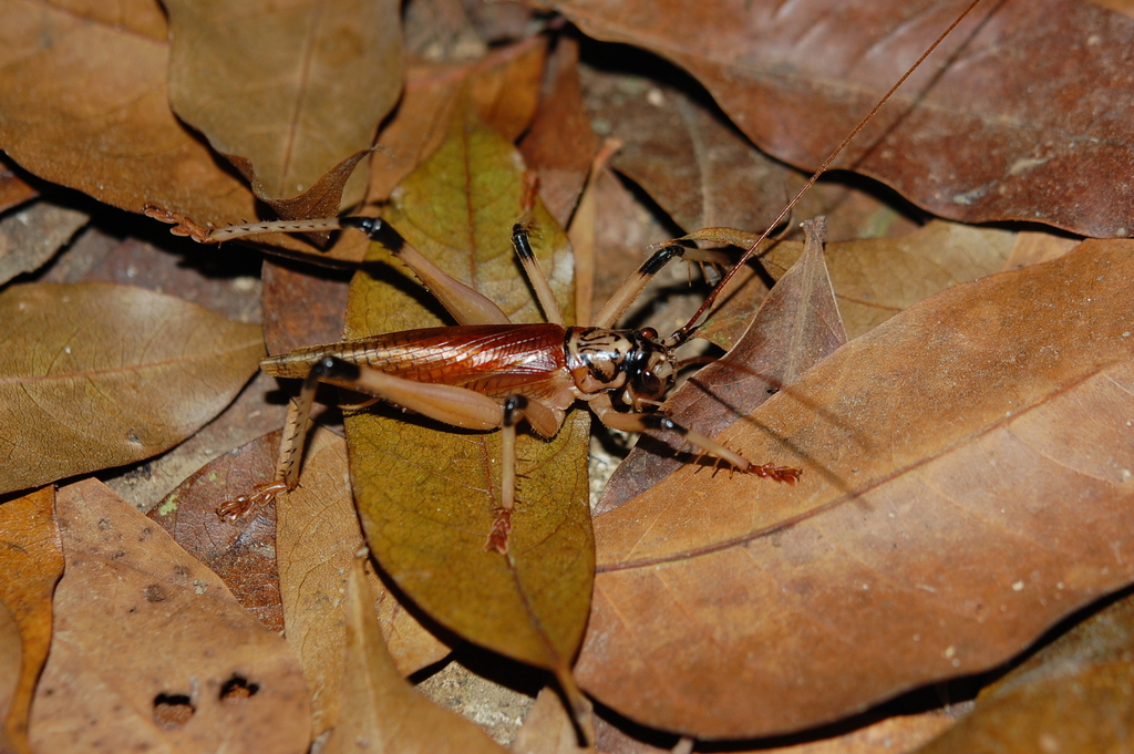Anancistrogera