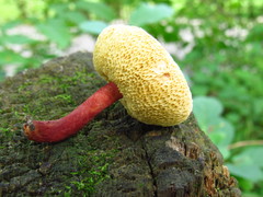Hortiboletus campestris