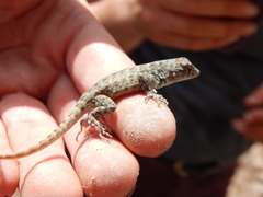 Sceloporus gadoviae