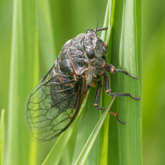Okanagana occidentalis