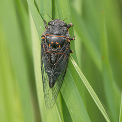 Okanagana occidentalis