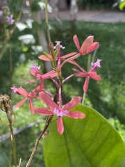 Epidendrum catillus