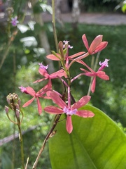 Epidendrum catillus