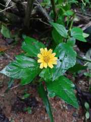 Sphagneticola calendulacea