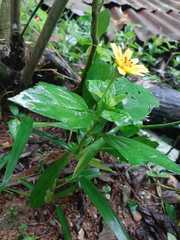 Sphagneticola calendulacea