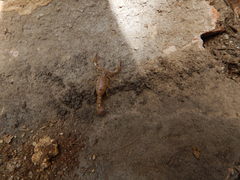 Mesomexovis subcristatus