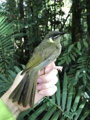 Meliphaga lewinii mab