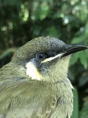 Meliphaga lewinii mab