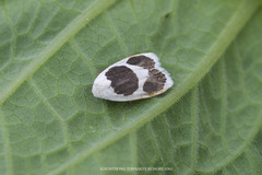 Garudinia biplagiata