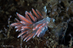 Coryphella
