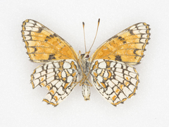 Chlosyne acastus