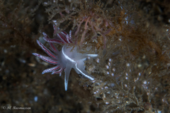 Coryphella