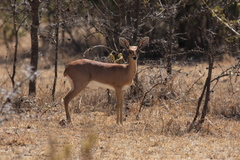 Raphicerus campestris neumanni