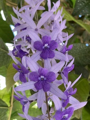 Petrea volubilis