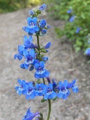Penstemon wilcoxii