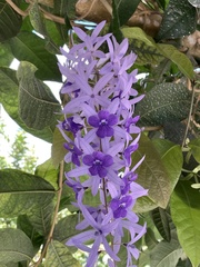 Petrea volubilis