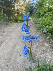 Penstemon wilcoxii